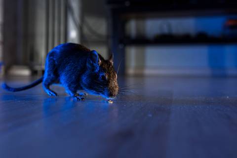 deratyzacja myszy w domu